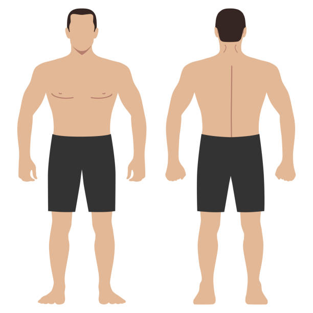 Fashion hero man figure set Fashion hero man body full length template figure set silhouette in shorts (front, back views), vector illustration isolated on white background fashion croquis stock illustrations