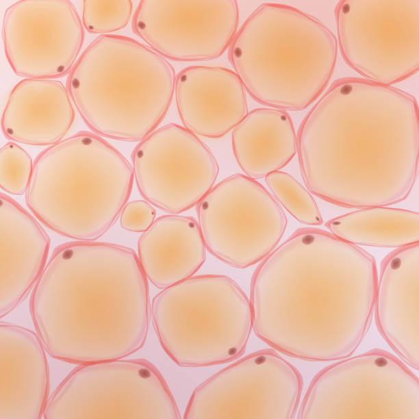 脂肪細胞 イラスト素材 Istock
