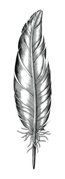 Feather of duck hand draw vintage engraving style isolated on white background Feather of duck hand draw vintage engraving style isolated on white background antique illustrations stock illustrations