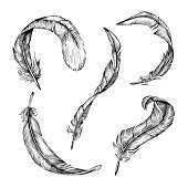 Vector Detailed Hand-Drawn Illustrations of Feathers in Black&White style. Each of the Feathers is isolated object (eps 8).