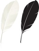Vector illustration of feather