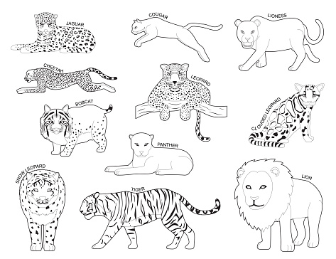 Feline Tiger Set Various Kind Identify Cartoon Vector Black and White