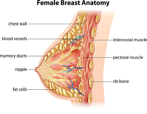 Female Breast Anatomy Illustration showing the female breast anatomy tissue anatomy stock illustrations