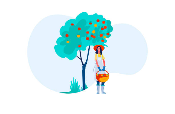 ilustrações de stock, clip art, desenhos animados e ícones de female farmer picking apples - technology picking agriculture