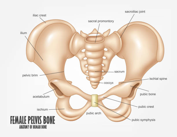 Female Pelvis Bone anatomy Vector Illustration Of Female Pelvis Bone anatomy pelvis stock illustrations