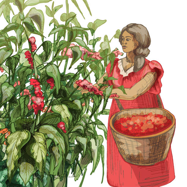 stockillustraties, clipart, cartoons en iconen met female picker harvesting coffee fruit on plantation. vector engraving vintage - coffee illustration plukken
