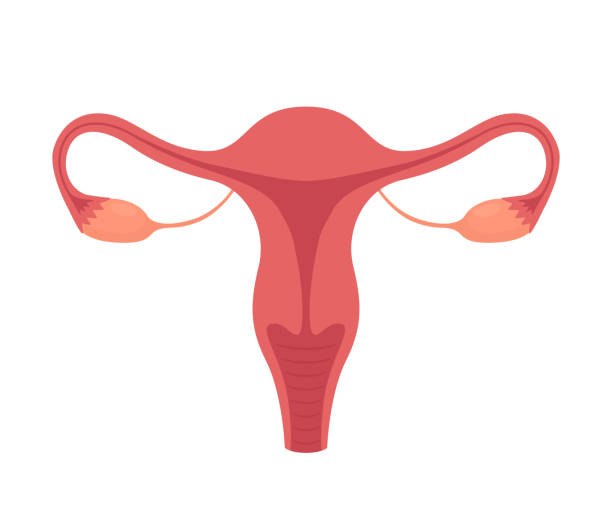 Female reproductive system anatomy. Vector illustration isolated on white background. vector art illustration