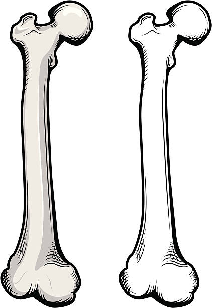 Femur bone illustration vector art illustration