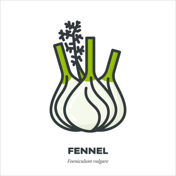 Fennel bulb icon, filled outline style vector vector art illustration