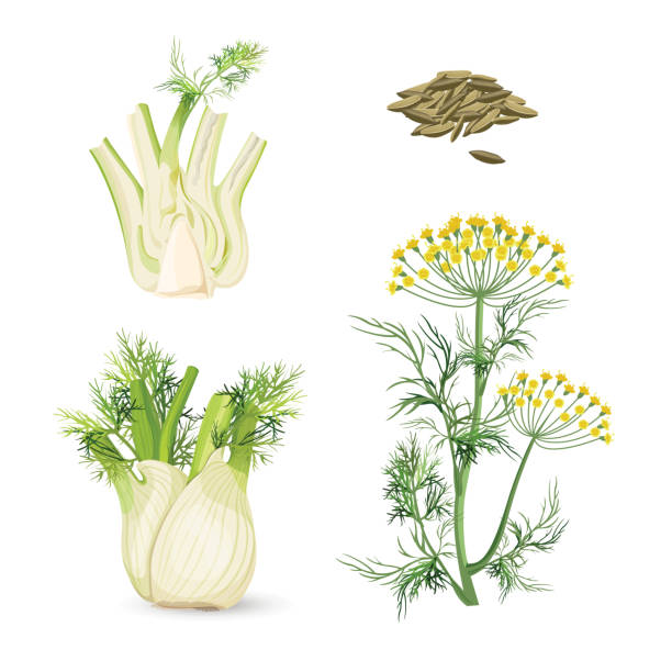Fennel flowering plant perennial herb with yellow flowers, feathery leaves Fennel flowering plant perennial herb with yellow flowers and feathery leaves, root bulb-like stem base, and seeds, florence fennels used as a vegetable realistic vector fennel stock illustrations