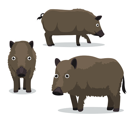 Feral Hog Cartoon Vector Illustration