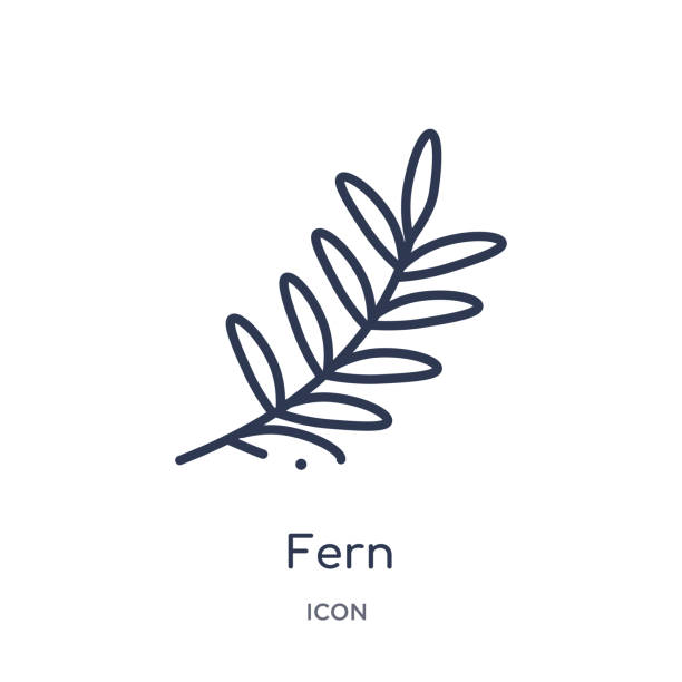fern icon from nature outline collection. Thin line fern icon isolated on white background. fern icon from nature outline collection. Thin line fern icon isolated on white background. fern stock illustrations