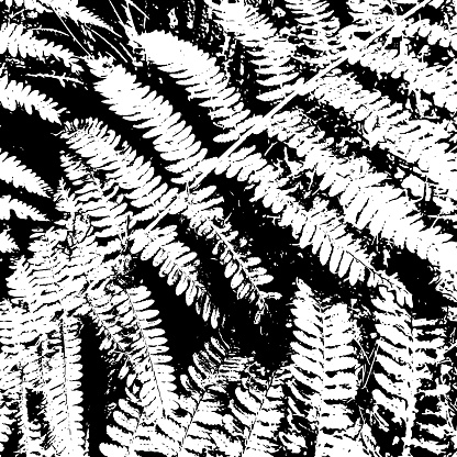 Fern Leaves - Grunge Texture. Black Dusty Scratchy Pattern. Abstract Grainy Background. Vector Design Artwork. Textured Effect. Crack.