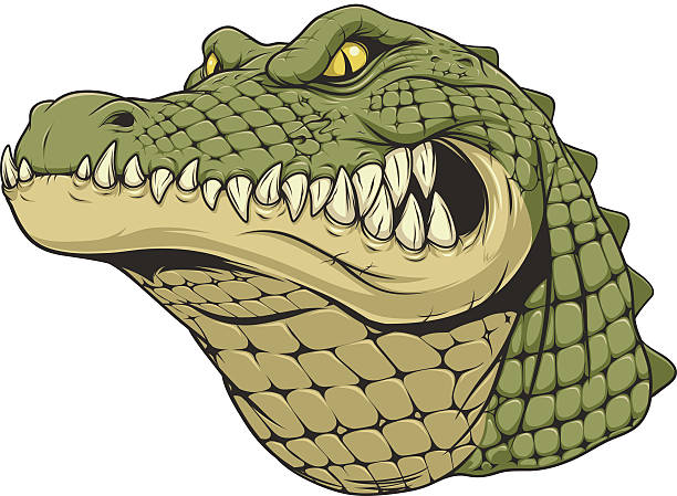 Ferocious alligator head .Vector illustration, a ferocious alligator head on a white background. alligator stock illustrations
