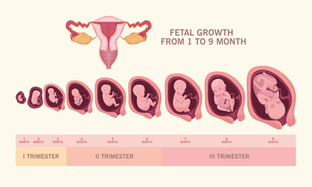 fetal growth and uterus vector art illustration