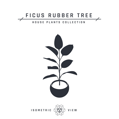 Ficus plant isometric icon in flat style, vector