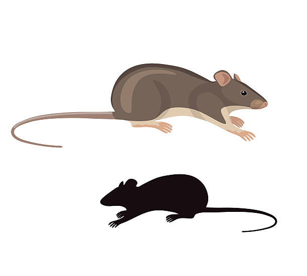 Field mouse. Simplified colored image and silhouette of field mouse isolated on white background. mouse animal stock illustrations
