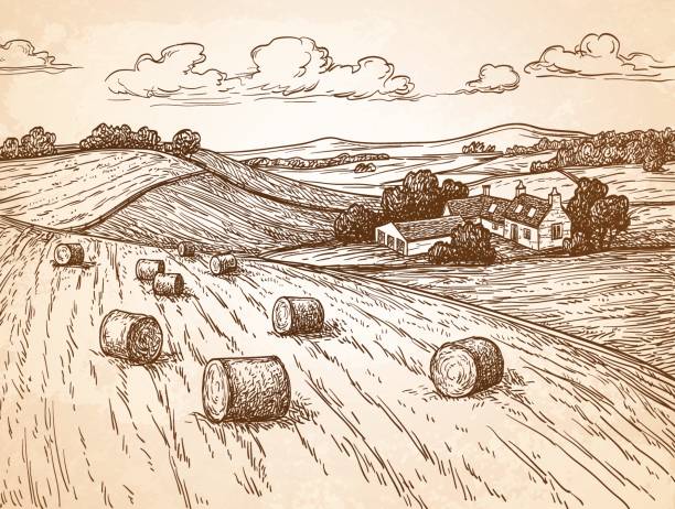 ilustrações de stock, clip art, desenhos animados e ícones de field with haystacks. - cereal field