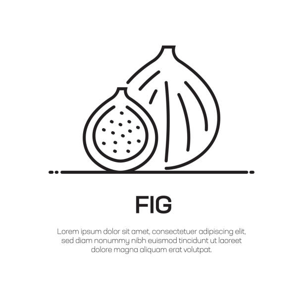 ilustrações de stock, clip art, desenhos animados e ícones de fig vector line icon - simple thin line icon, premium quality design element - figo