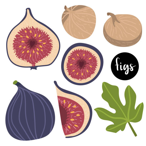 ilustrações de stock, clip art, desenhos animados e ícones de figs and dried figs, fig leaf isolated on white background. vector illustration of fruits in a flat style. natural sweets. healthy food set. - figo
