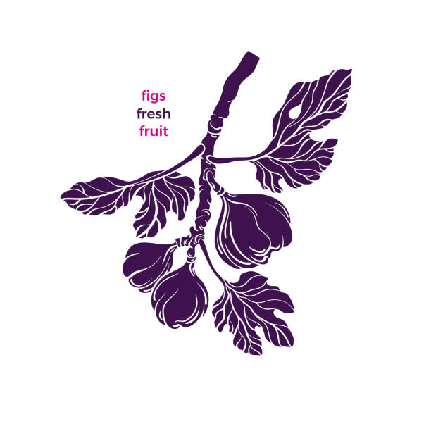 ilustrações de stock, clip art, desenhos animados e ícones de figs symbol. vector tree, texture fruit. isolate - figo