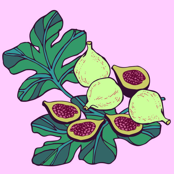 Figs vector art illustration