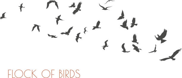 37 358 bird silhouettes illustrations clip art istock