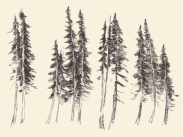 Fir forest engraving vector hand drawn sketch Fir forest engraving vector illustration hand drawn sketch forest drawings stock illustrations