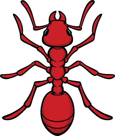 Fire Ant