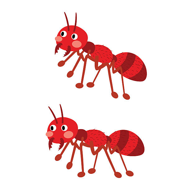 Fire ants cartoon character. Fire ants cartoon character. Isolated on white background. Vector illustration. ant clipart pictures stock illustrations