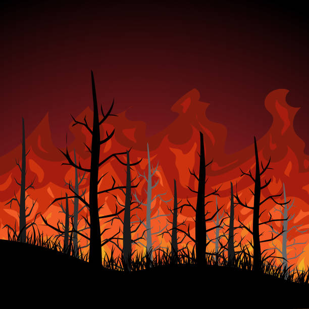 illustrations, cliparts, dessins animés et icônes de feu dans la conception des vecteurs forestiers. illustration plate. - incendie