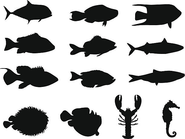 ilustrações, clipart, desenhos animados e ícones de silhuetas de peixes e vida marinha; feito no adobe illustrator - fish