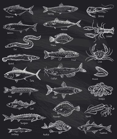 Fish and seafood hand drawn graphic illustration mega set