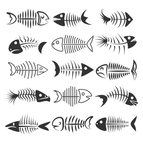 Fish bones silhouettes Fish bones isolated on white background. Fishbone silhouettes vector illustration animal bone stock illustrations
