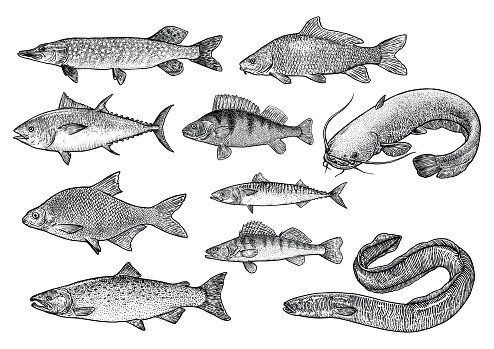 Fish collection illustration, drawing, engraving, Lina art, realistic, vector