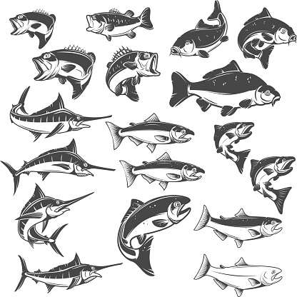 Fish illustrations on white background. Carp, bass fish, trout, salmon, sword fish icons. Design elements for label, emblem. Vector illustration.