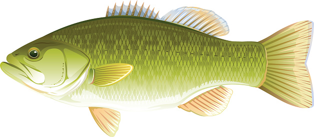 Fish Largemouth Bass