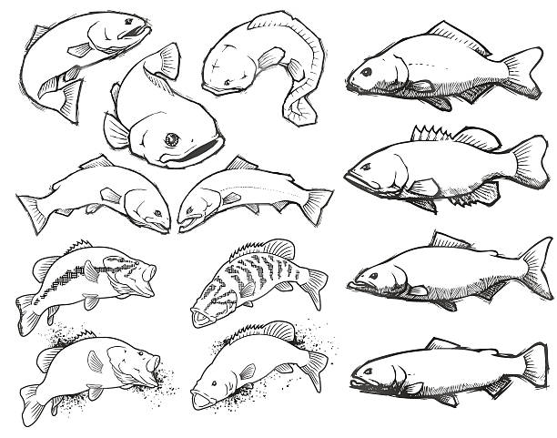 Fish: Pencil Sketch Set vector art illustration