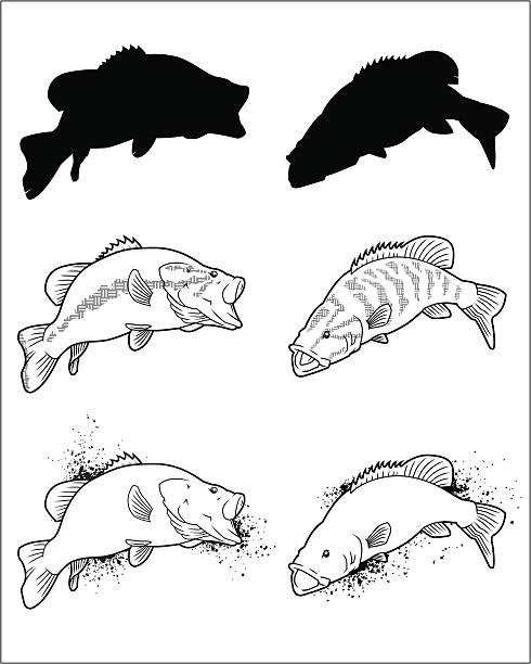 Fish Series - Bass vector art illustration