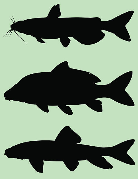 Fish Silhouette: Bottom feeders vector art illustration