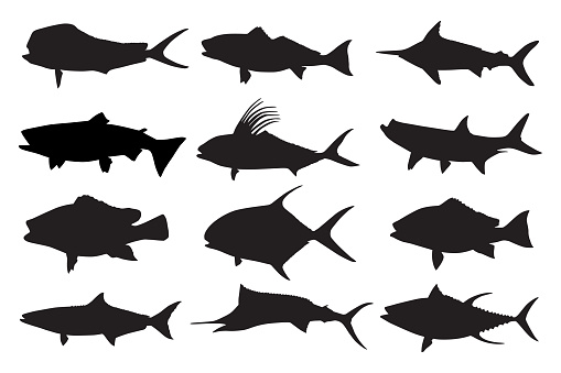 Vector silhouettes of twelve different fish.
