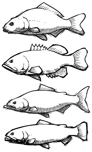 Fish: Sketch Collection A collection of fish done in a sketch book like style. Vector illustration from the actual sketch book drawings.   brook trout stock illustrations