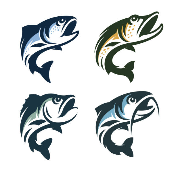 魚のベクトルのイラスト。トラウト、パイク、パーチ、ナマズ、白い背景。 - trout点のイラスト素材／クリップアート素材／マンガ素材／アイコン素材