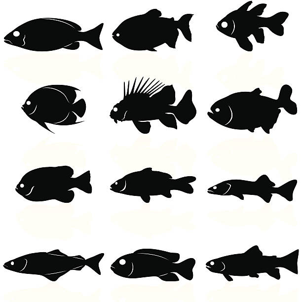Fishes Silhouettes 12 different fish silhouetes (from left to right): blue stripe snapper, black pacu, pajama cardinalfish, french angelfish, lionfish, archerfish, bluegill, carp, walleye, pollack, african cichlid, brook trout. brook trout stock illustrations