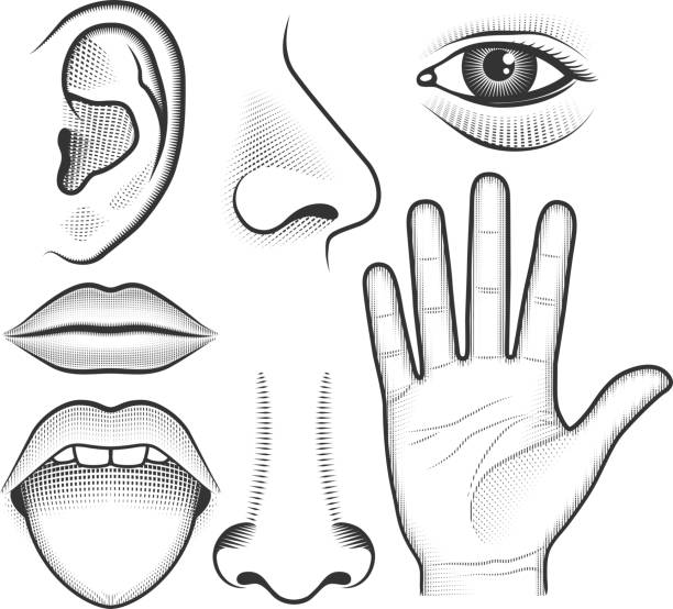 ilustraciones, imágenes clip art, dibujos animados e iconos de stock de cinco de los sentidos negro & blanco vector conjunto de iconos de interfaz - oreja humana