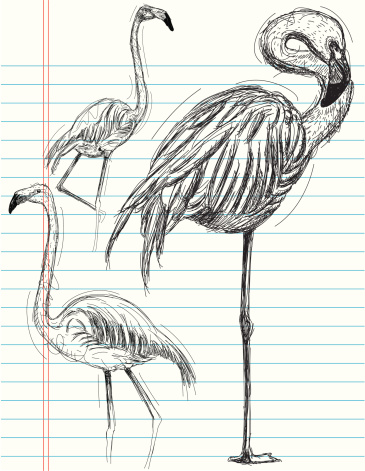 5300 Sketsa Gambar Burung Flamingo Gratis Terbaru