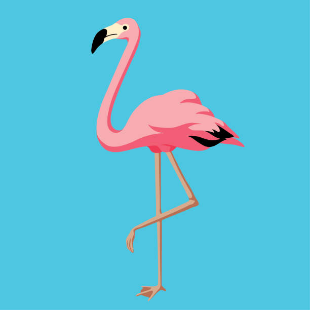 Flamingo Vector illustration of flamingo. animal neck stock illustrations