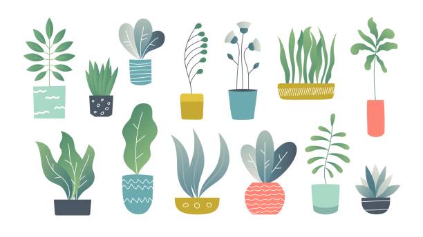 플랫 하우스 식물입니다. 실내 낙서 정원 식물, 귀여운 인테리어 다 육 식물 집 식물. 손으로 그린 벡터 홈 가든 - 화단 stock illustrations