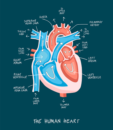 Flat Style Illustration Of Human Heart Anatomy Stock ...