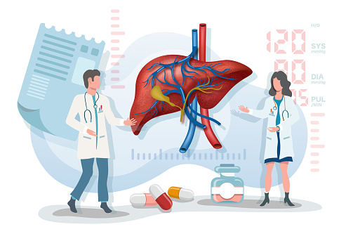 Flat vector illustration two doctor speaking about liver
